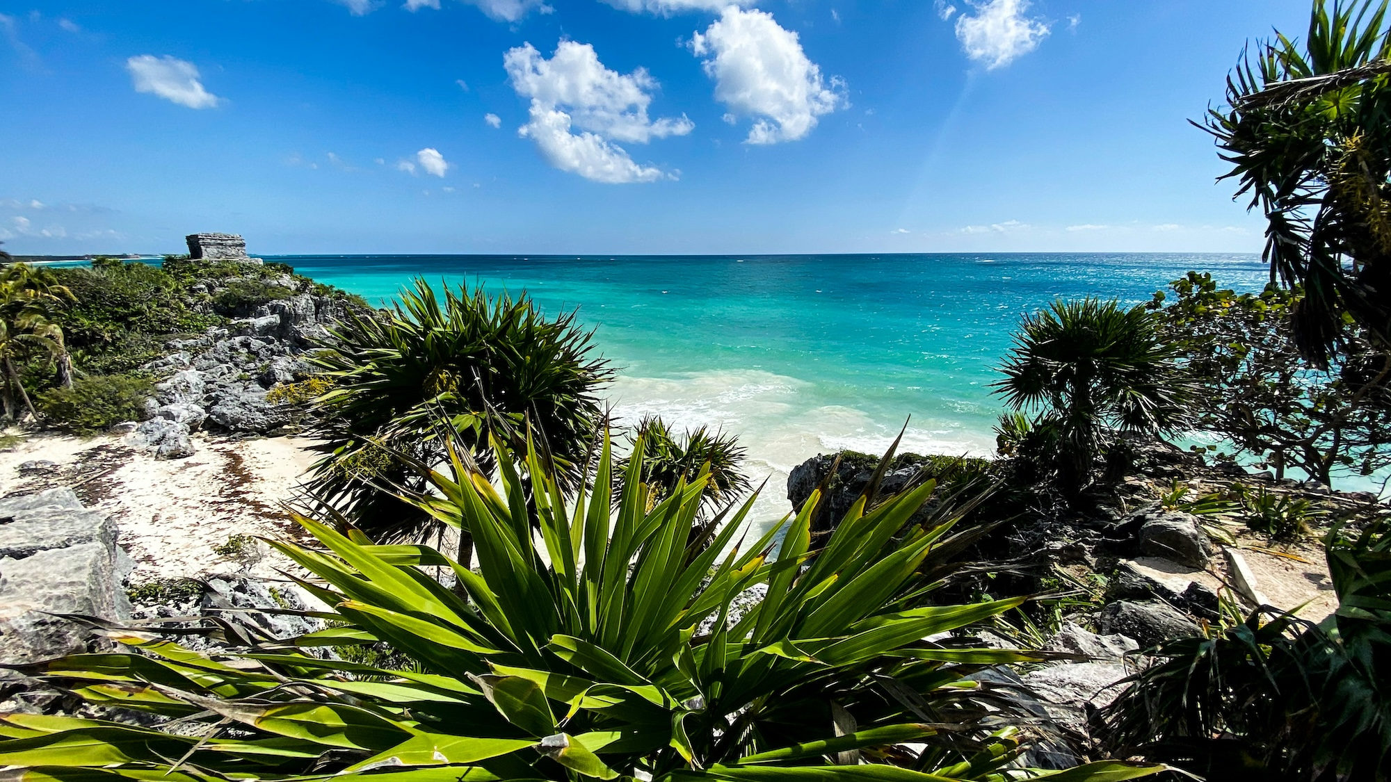 Green grass near body of water during daytime at a tropical resort